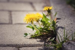dandelion au bord d'un trottoir