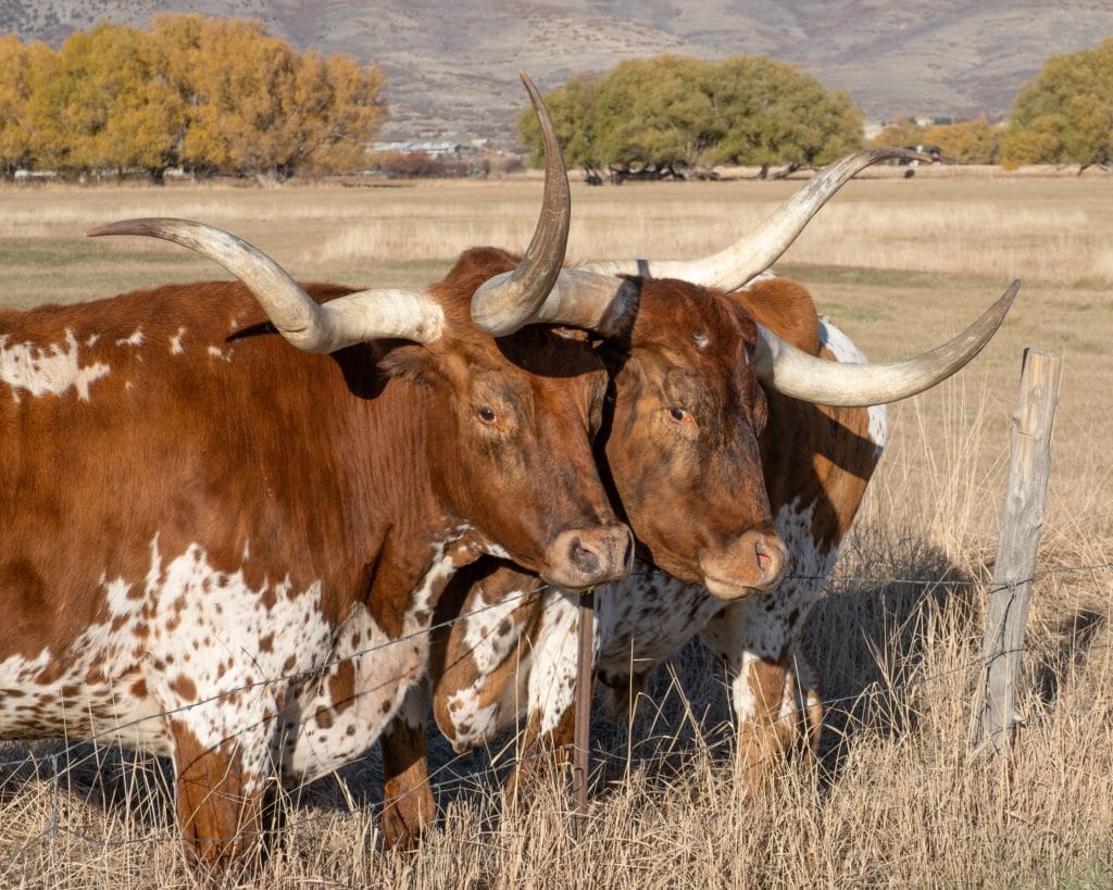 groupe de vaches à grandes cornes - symbole - résister et s'adapter pour être résilient